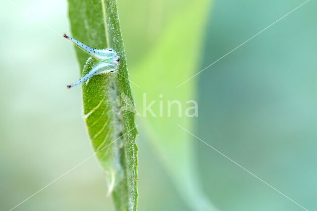 Purple Emperor (Apatura iris)