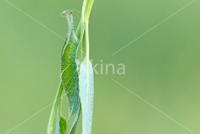 Purple Emperor (Apatura iris)