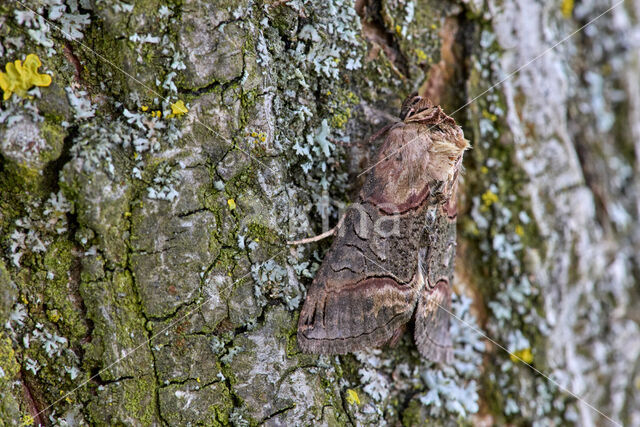 Dark Spectacle (Abrostola triplasia)