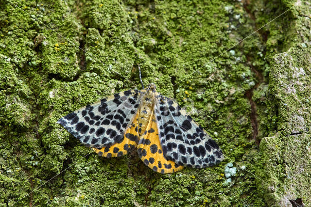 Blotched Emerald (Comibaena bajularia)