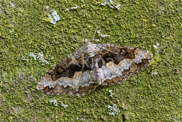 Variabele spikkelspanner (Alcis repandata)