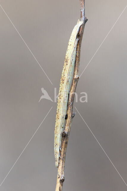 Black-veined Moth (Siona lineata)