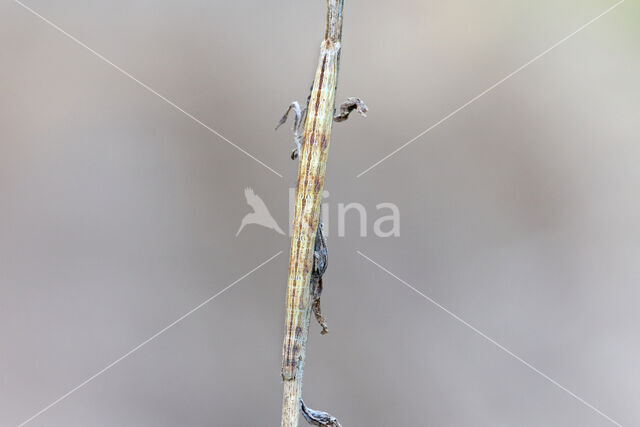 Black-veined Moth (Siona lineata)