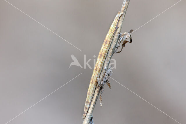 Black-veined Moth (Siona lineata)