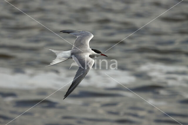 Common Tern (Sterna hirundo)