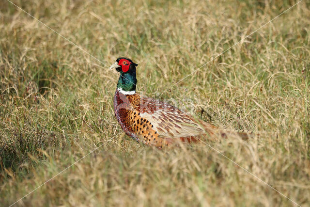 Ring-necked Pheasant (Phasianus colchicus)