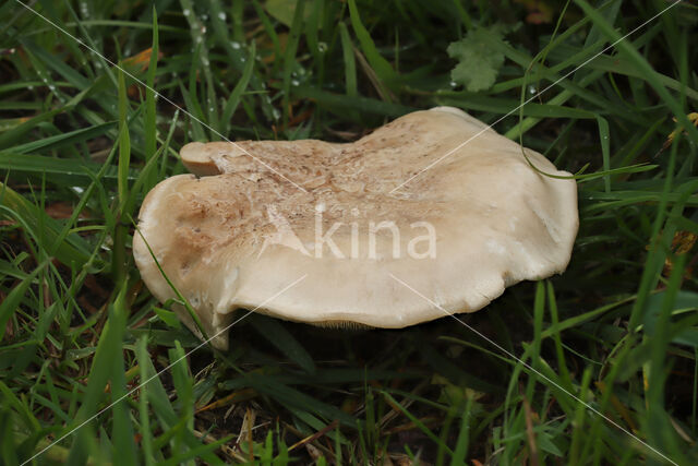 Voorjaarspronkridder (Calocybe gambosa)