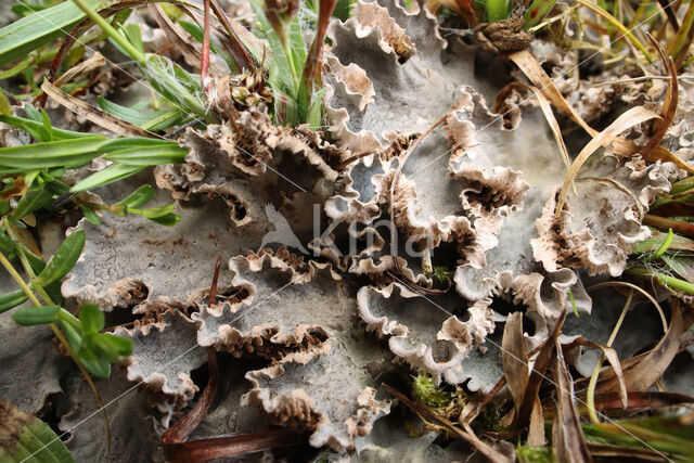 Groot leermos (Peltigera canina)