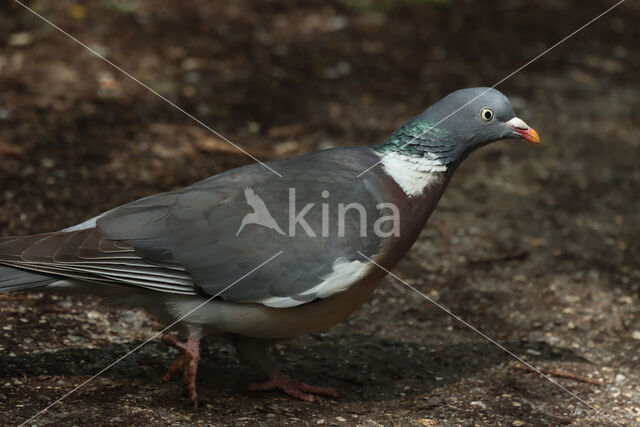 Houtduif (Columba palumbus)