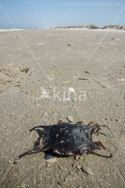 Thornback Skate (Raja clavata)