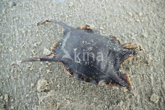 Thornback Skate (Raja clavata)