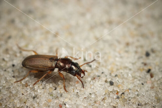 Strandpriempje (Cillenus lateralis)