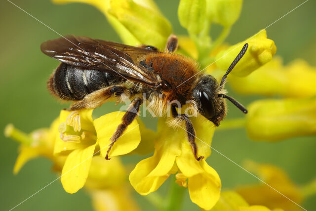 Andrena lagopus