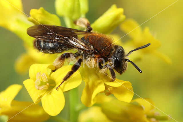 Andrena lagopus