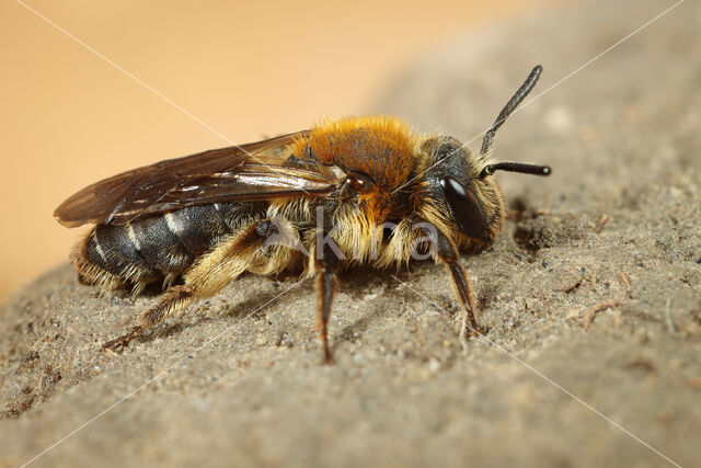 Andrena lagopus