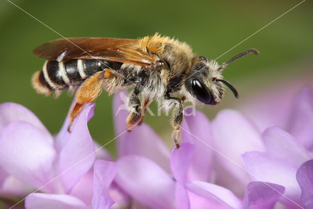 Pea mining bee (Andrena lathyri)