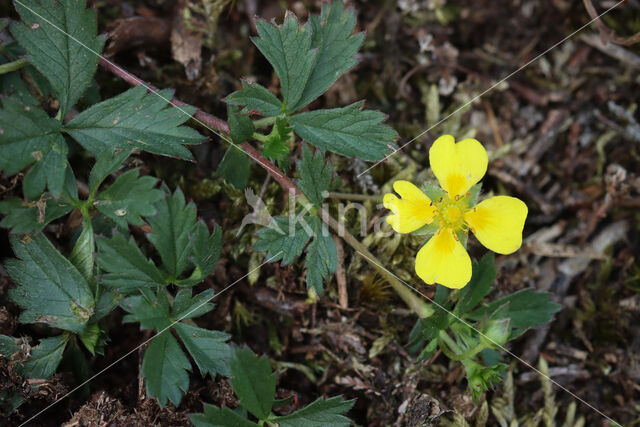 Trailing Tormentil (Potentilla anglica)