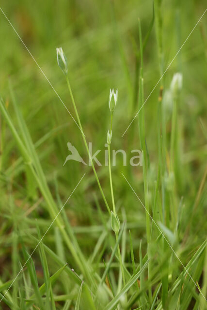 Upright Chickweed (Moenchia erecta)