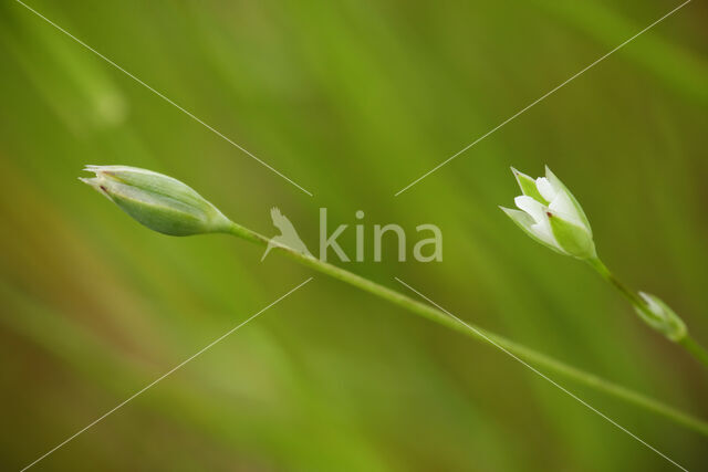 Upright Chickweed (Moenchia erecta)