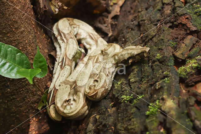 Boa constrictor