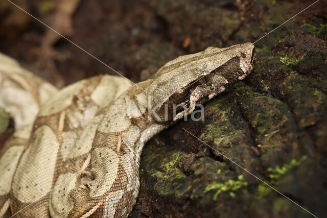 Afgodslang (Boa constrictor)