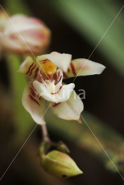 grassleaf orchid (Koellensteinia graminea)