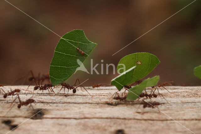 Atta cephalotes