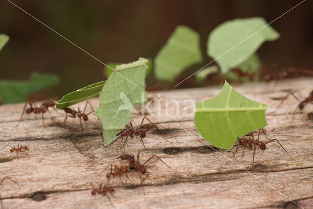 Atta cephalotes