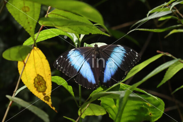 Common Morpho (Morpho achilles)