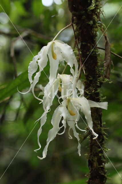 Paphinia herrerae