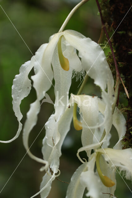 Paphinia herrerae