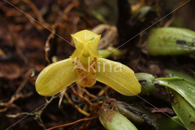 Maxillaria rufescens