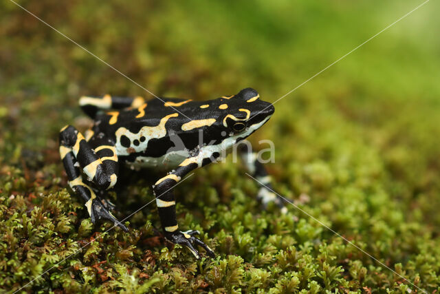 Atelopus seminiferus