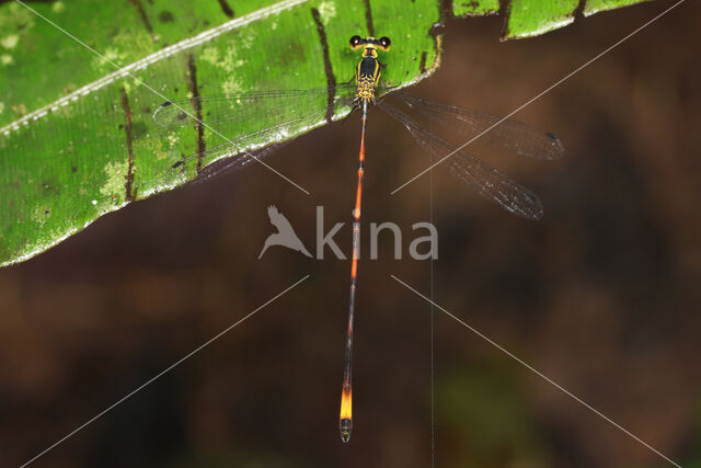 Heteragrion angustipenne