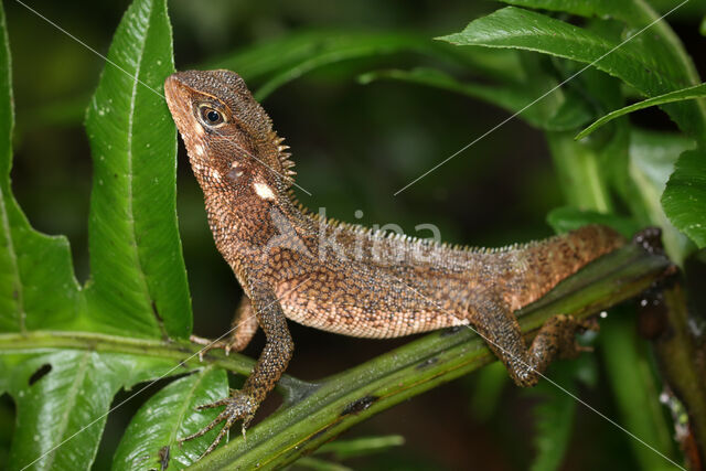 Enyalioides sp.