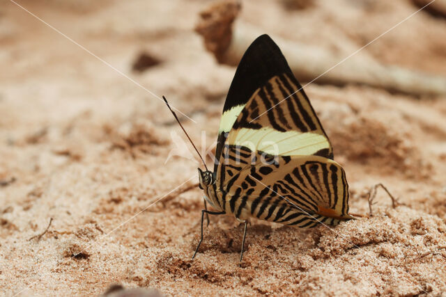 New Beauty (Colobura annulata)