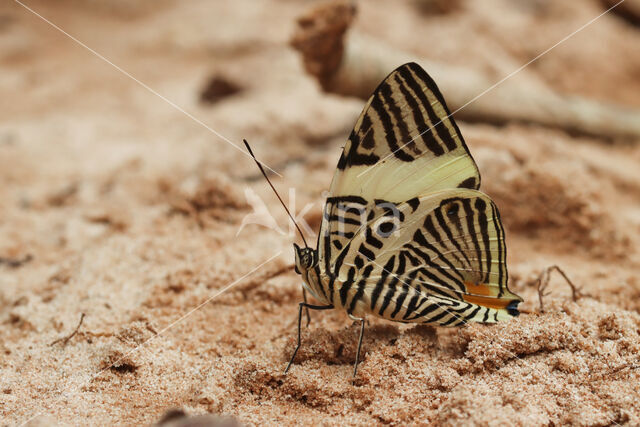 New Beauty (Colobura annulata)