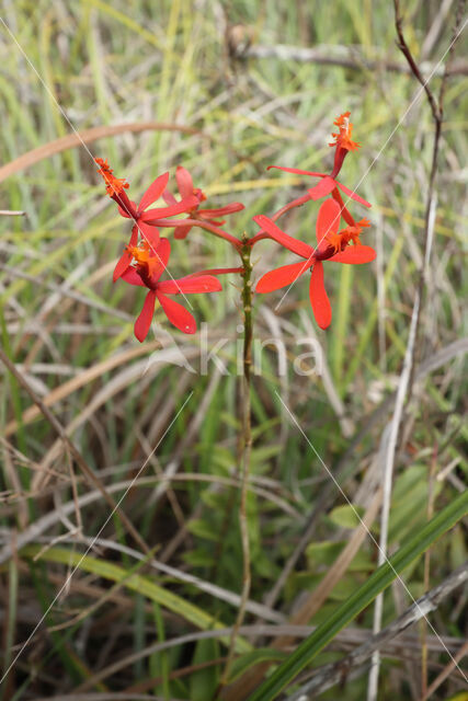 Orchid (Epidendrum sp.)