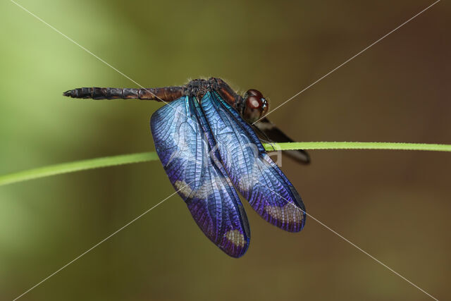 Zenithoptera lanei