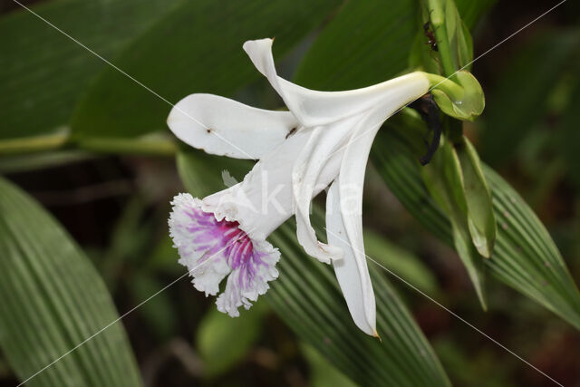 Sobralia sp.