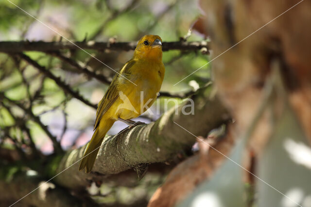 Gewone Saffraangors (Sicalis flaveola)