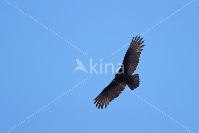 Turkey vulture (Cathartes aura)