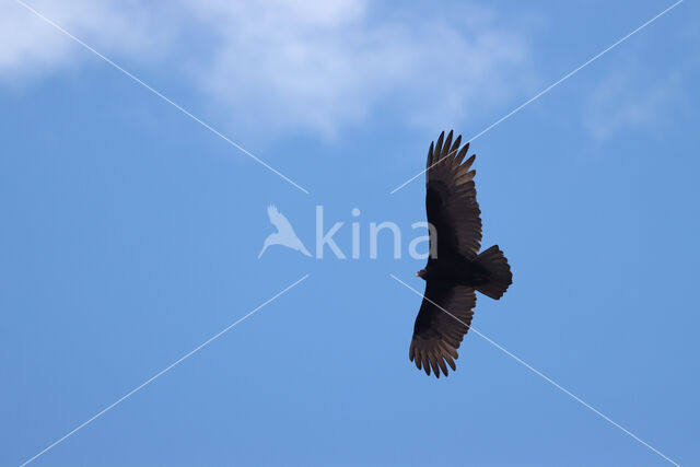 Turkey vulture (Cathartes aura)