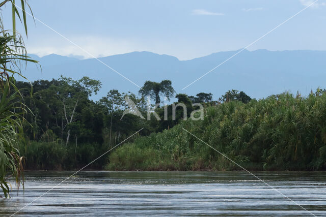 Reserva Ecologica Tingana