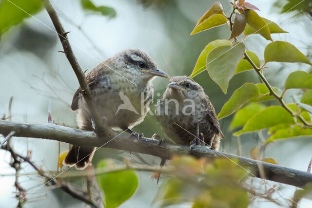 Thrush-like Wren (Campylorhynchus turdinus)