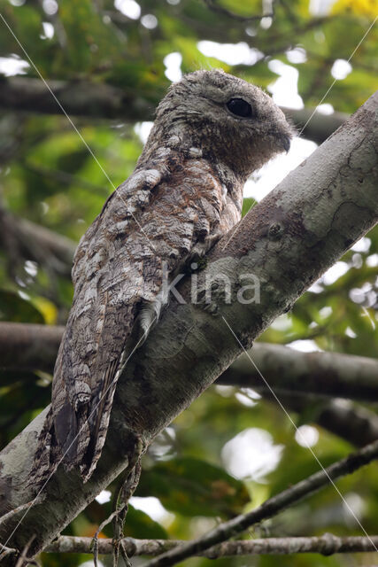 Great Potoo (Nyctibius grandis)