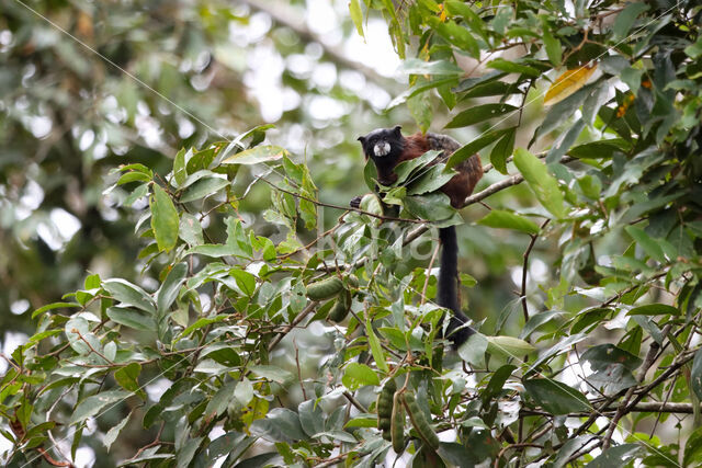 Saguinus leucogenys