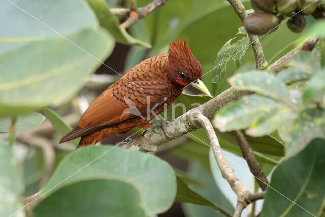 Waved Woodpecker (Celeus undatus)