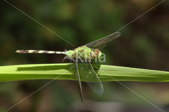 Great Pondhawk (Erythemis vesiculosa)