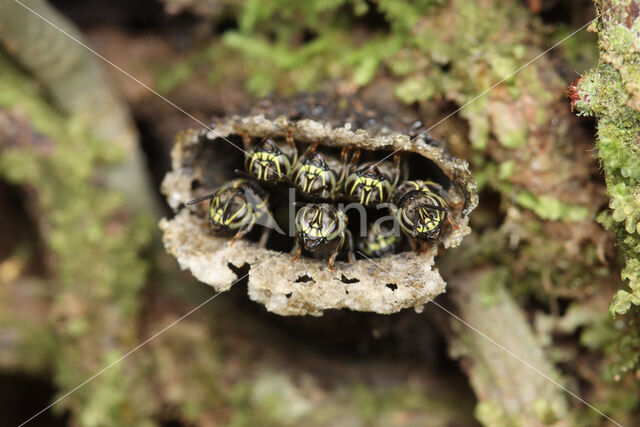 Paratrigona pacifica